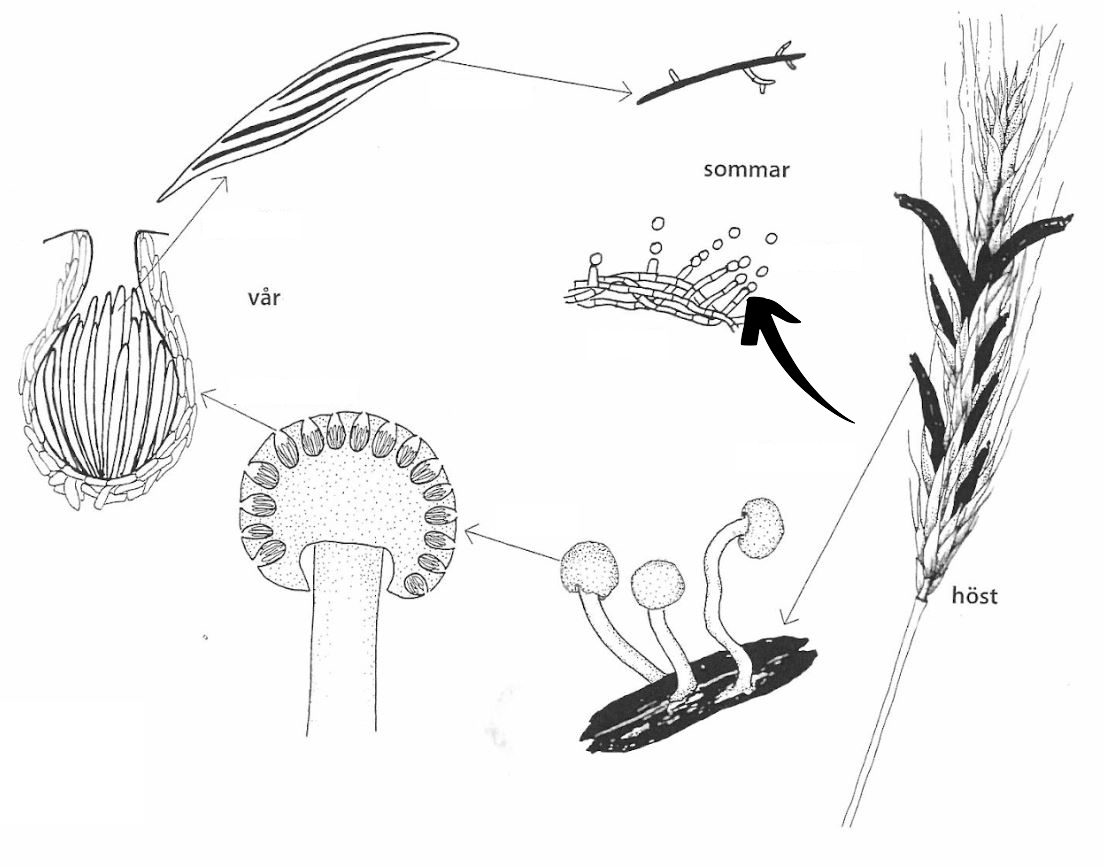 <p>Claviceps purpurea: Vad indikerar pilen på för struktur?</p>