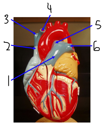<p><span><span>Where do blood vessels 5/6 carry blood?</span></span></p>