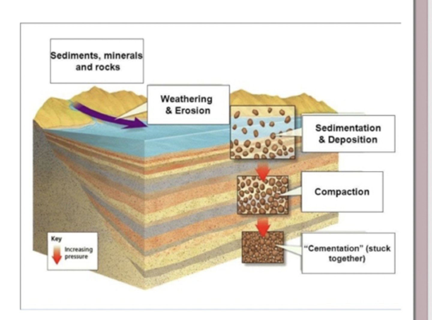 <p>Over millions of years, the organic material and carbonate shells that sink to the ocean floor accumulate in thick layers of sediment. As more sediment builds up on top, pressure and chemical processes compact and cement these layers, eventually turning them into sedimentary rock—this is how the carbon that originated from living organisms becomes permanently locked into Earth's crust. This burial represents a slow "leak" from the short-term carbon cycle, where carbon moves quickly between the atmosphere, living things, and surface ocean, into the long-term geological carbon cycle that stores carbon for millions of years. When this carbon is buried, the oxygen originally released during photosynthesis stays in the atmosphere, which is one of the reasons Earth's atmosphere contains abundant O₂ even though much of the carbon from ancient photosynthesis is no longer cycling at the surface.</p>