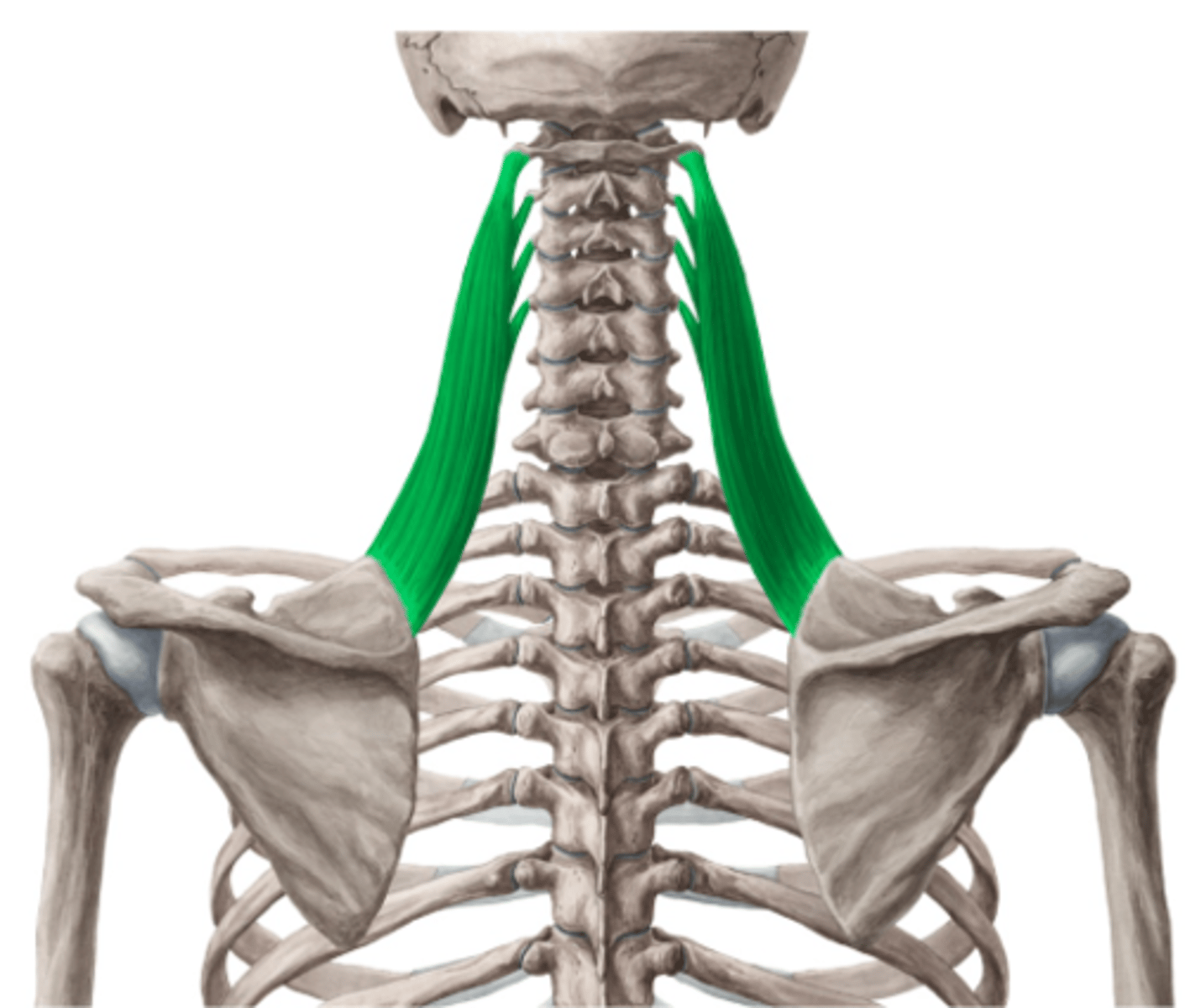 <p>Welke spier is dit?</p>