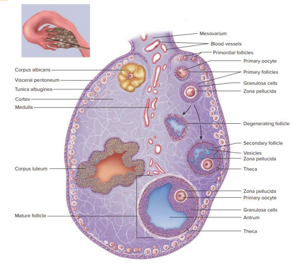 <p>- outer cortex: follicles</p><p>- inner medulla: blood vessels, nerves, lympathic vessels</p><p>- Oogenesis: differentiation that produces an ovum, a cell competent to further develop when fertilised</p><p>- Follicular development: the development of a primordial follicle into a specialised mature follicle to either ovulate its oocyte into the oviduct at mid-cycle to be fertilised or to die by atresia</p><p>- Ovulation: mature ovum is released from the ovary into the oviduct</p><p></p><p>- we know when the follicle is mature because it has antrum (fluid) in it</p><p>- degenerating follicle is called corpus luteum</p>