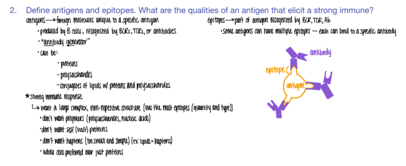 <ol><li><p>proteins </p></li><li><p>polysacc </p></li><li><p>lipids w/ proteins + polysacc! </p></li></ol>