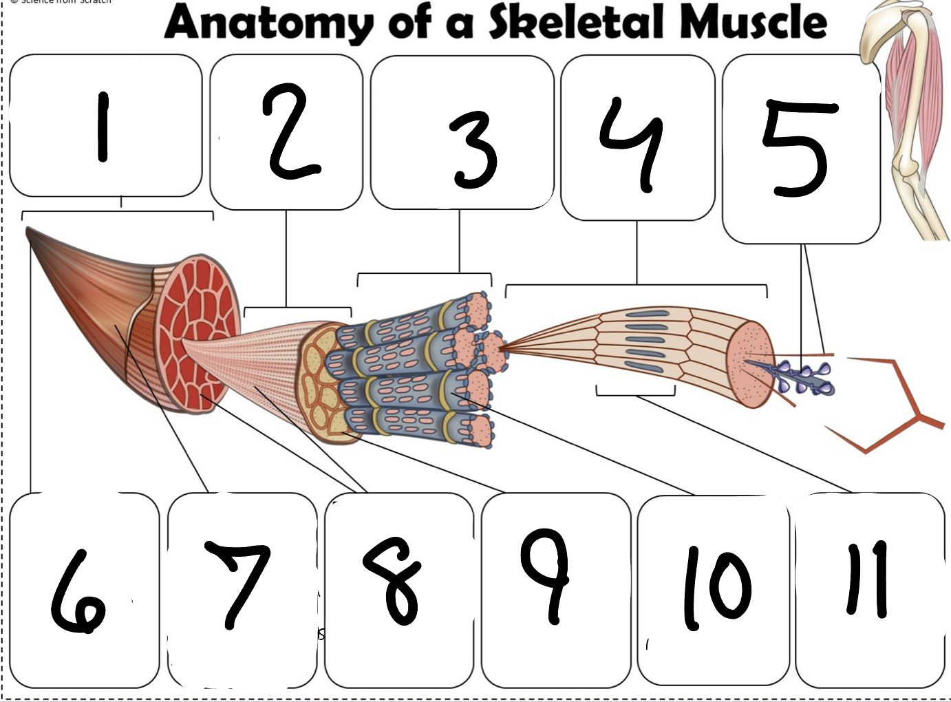 <p>Sarcomere. (picture)</p>