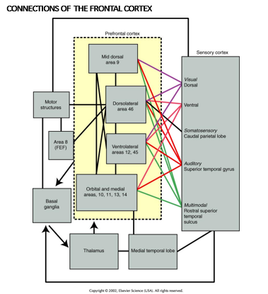 <ul><li><p>frontal lobe is connected to virtually every other region of the brain</p></li><li><p>key role in human behaviour</p></li><li><p>positioned to perform control/modualte</p></li></ul><p></p>