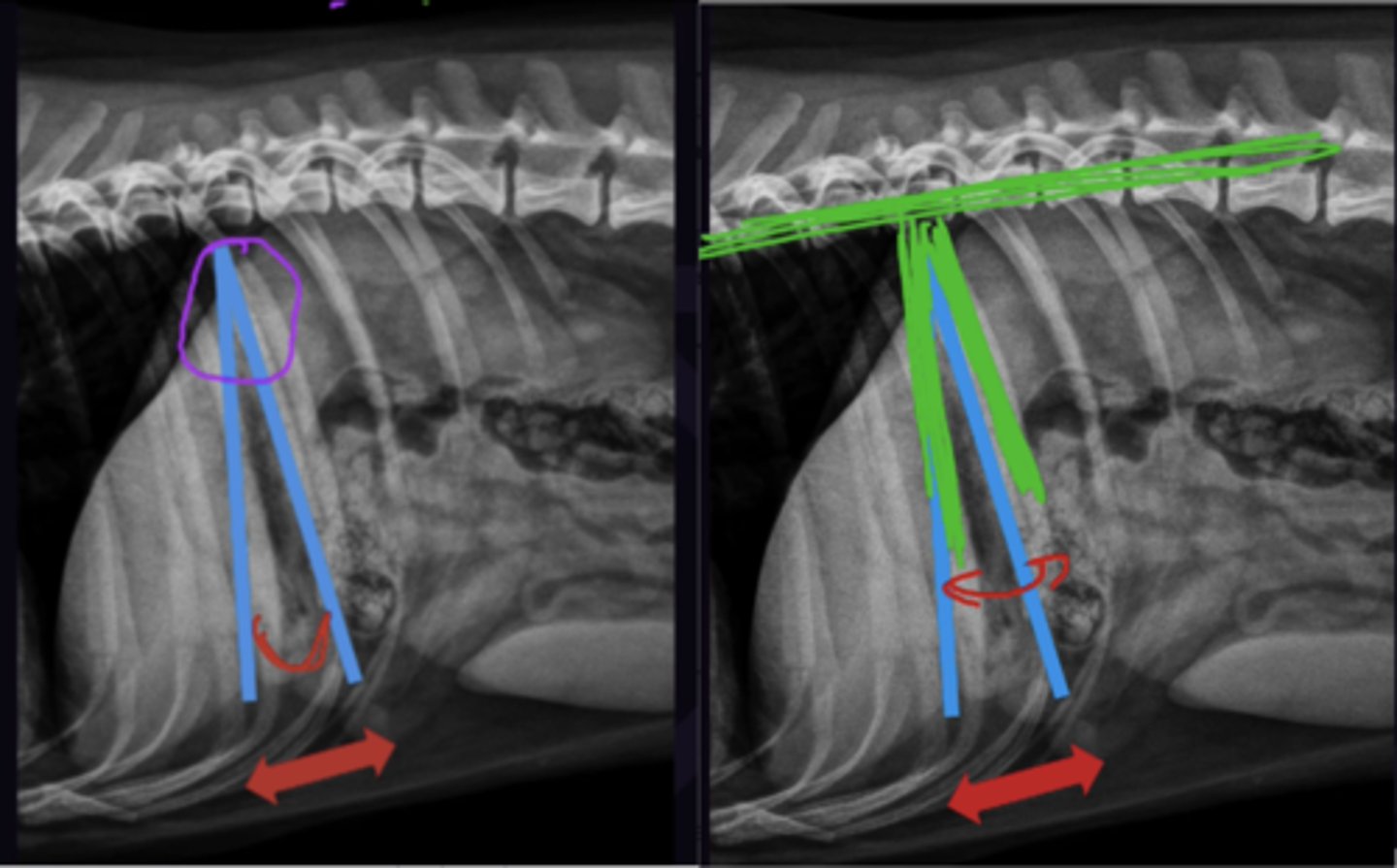 <p>1. Line Between the Fundus and Pylorus (Only Assessed on lateral view)</p><p>2. Needs to be seen to make gastric axis; always seen on lateral views</p><p>3. Can be assumed (In cranial dorsal abdomen next to diaphragm)</p><p>4. Axis should be between perpendicular to spine and parallel to ribs</p>