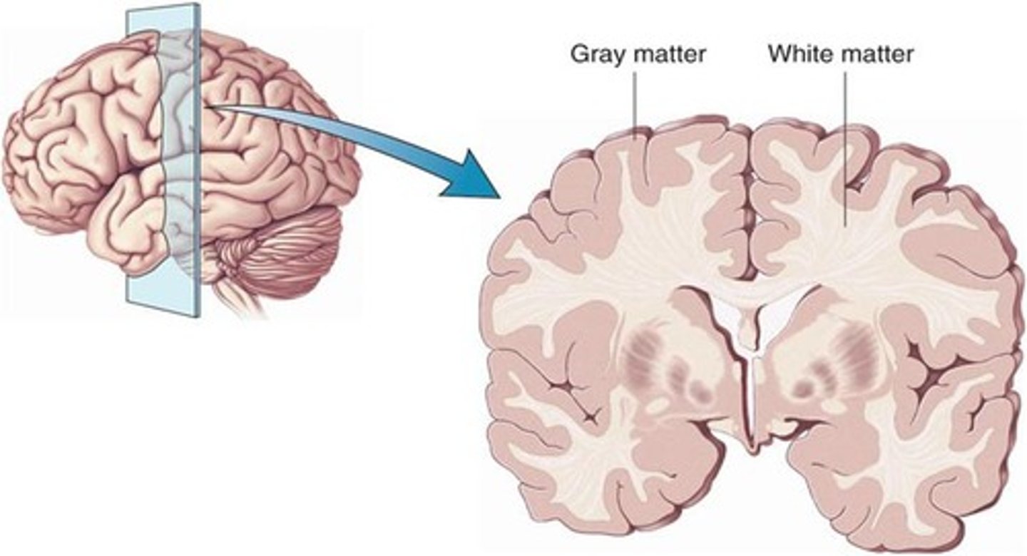 <p>It is comprised of cell bodies of neurons.</p>