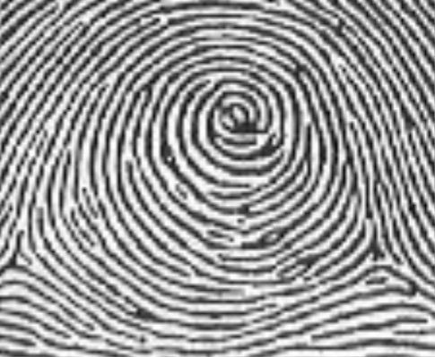 <p>Which fingerprint is this?</p>