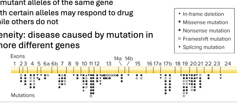 <ul><li><p>Allelic heterogeneity: disease caused by different mutations in same gene</p><ul><li><p>Compound heterozygotes (trans-heterozygotes) - individuals with different mutant alleles of the same gene</p></li><li><p>Individuals with certain alleles may respond to drug treatment, while others do not</p></li></ul></li><li><p>Locus heterogeneity: disease caused by mutation in one or two more different genes</p></li></ul><p></p>