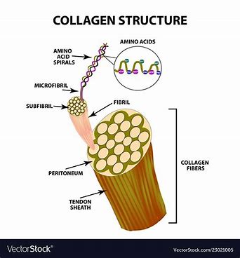 <p>A glycoprotein in the extracellular matrix in animal cells that forms strong fibers, found extensively in connective tissue and bone; the most abundant protein in the animal kingdom. </p>