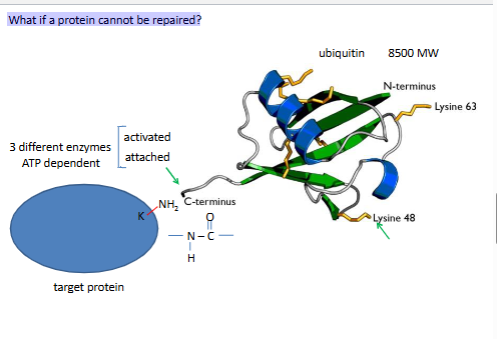 <p>ubiquitin proteasome</p>