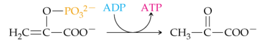<p>What does a curved arrow signify in biochem?</p>