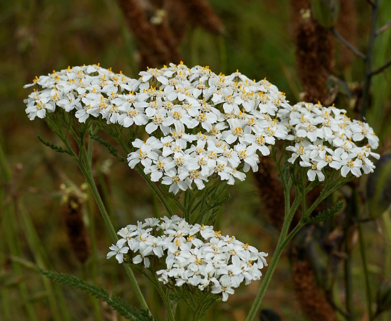 <p>common yarrow</p>