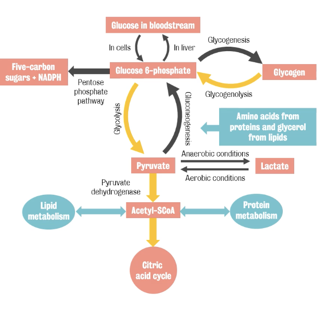 Oxidation of glucose