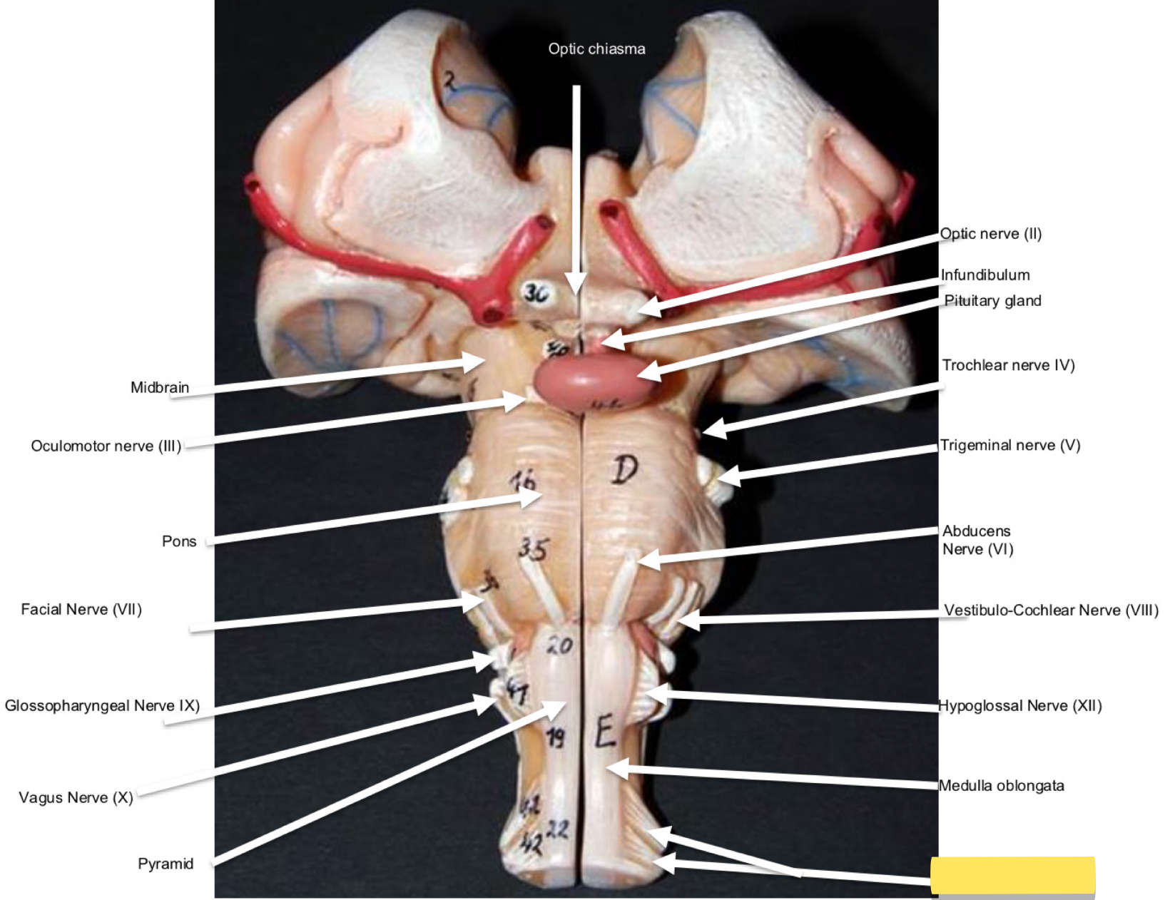 <p>Name this cranial nerve&nbsp;</p>