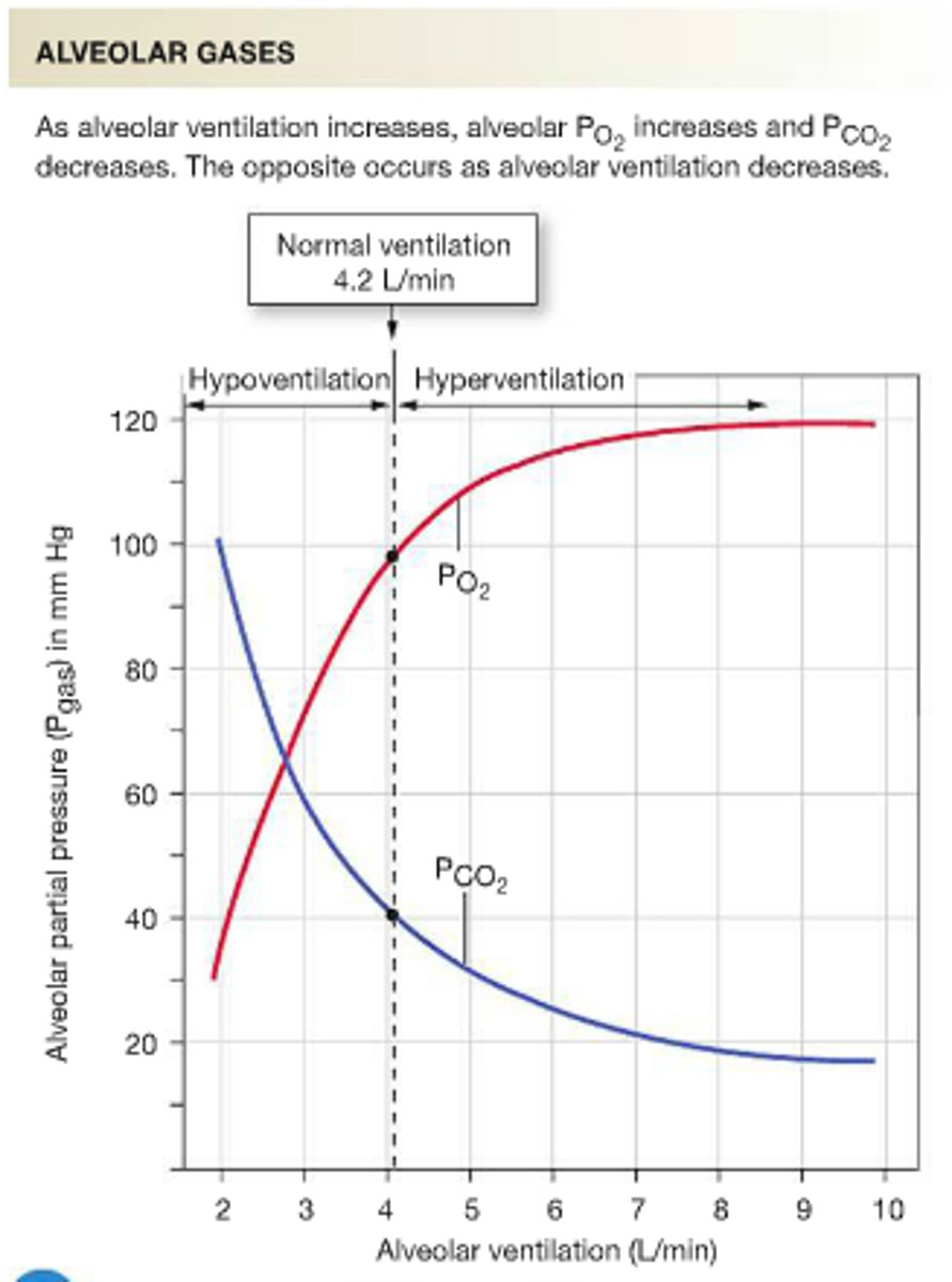<p>Both the person's level of blood CO2 decreases and the person's level of blood H+ ions decreases; blood pH increases are correct.</p>