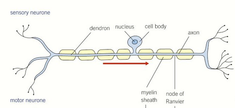 <p>transmit impulses from sensory receptor cell to a relay neurone, motor neurone or brain</p>