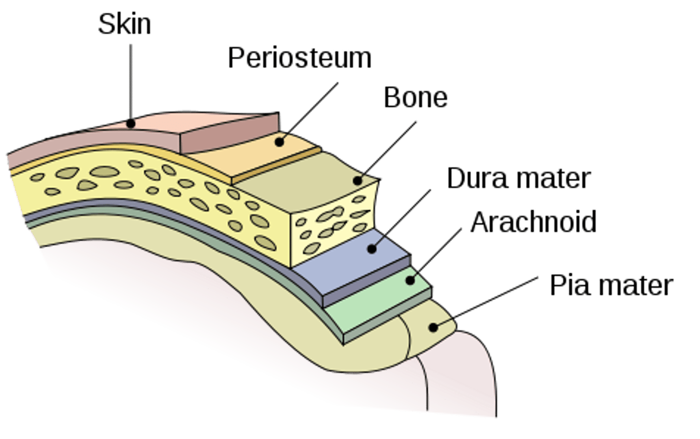 <p>Scalp and skin<br>Skull and vertebral column<br>Meninges<br>Cerebrospinal fluid<br>Blood brain barrier</p>