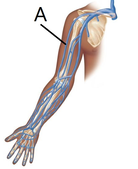 <p><span>The vein of the arm designated by the letter A in this figure is the ______ vein.</span></p>