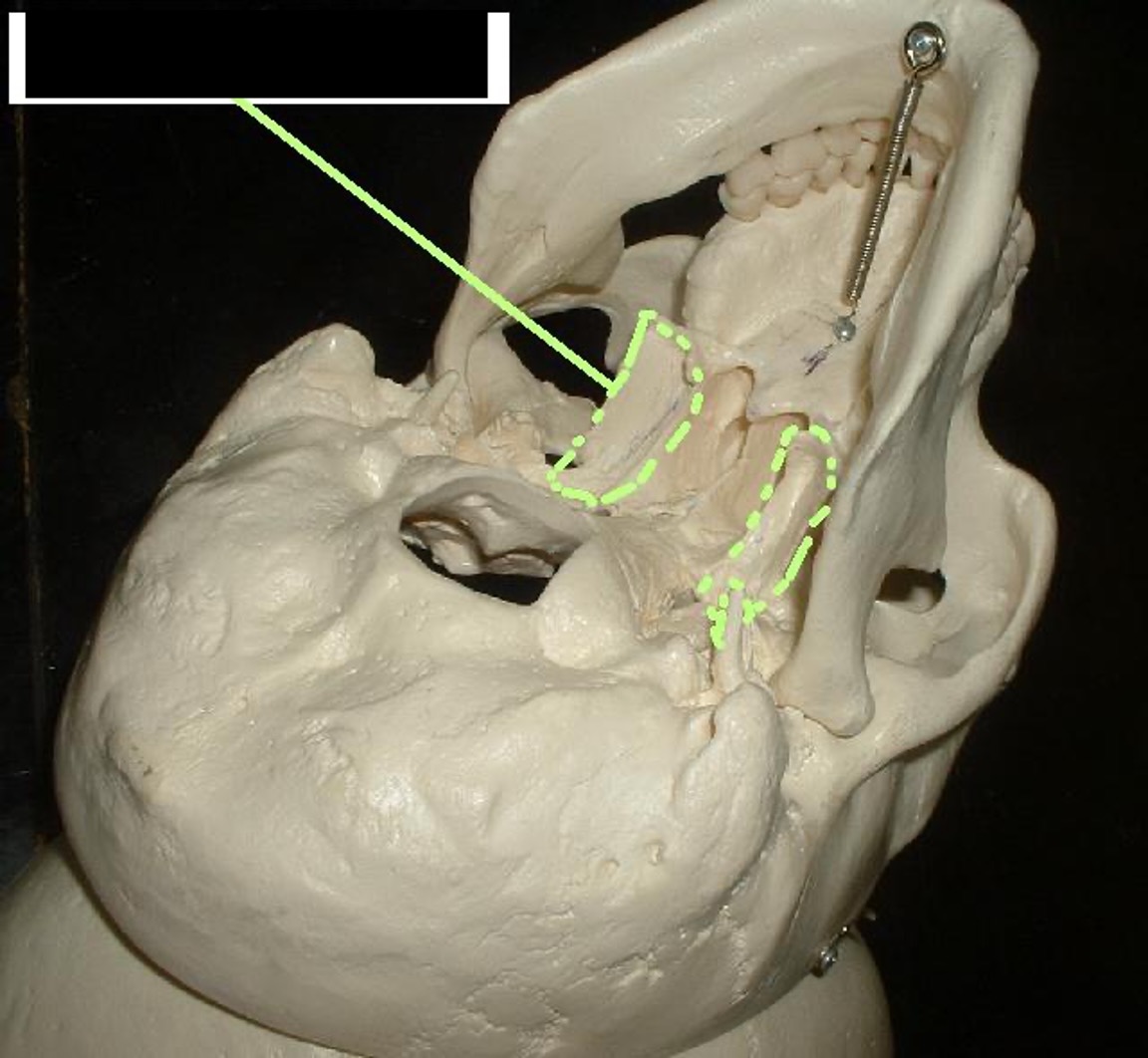 <p>extends down and towards molars.</p>