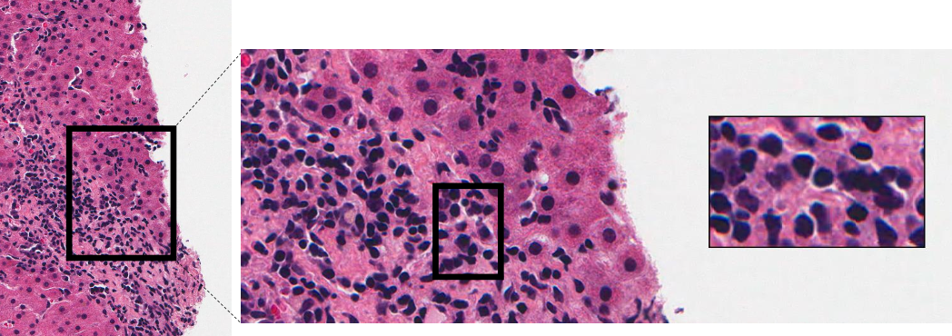<p>name the biological process shown in this image </p>
