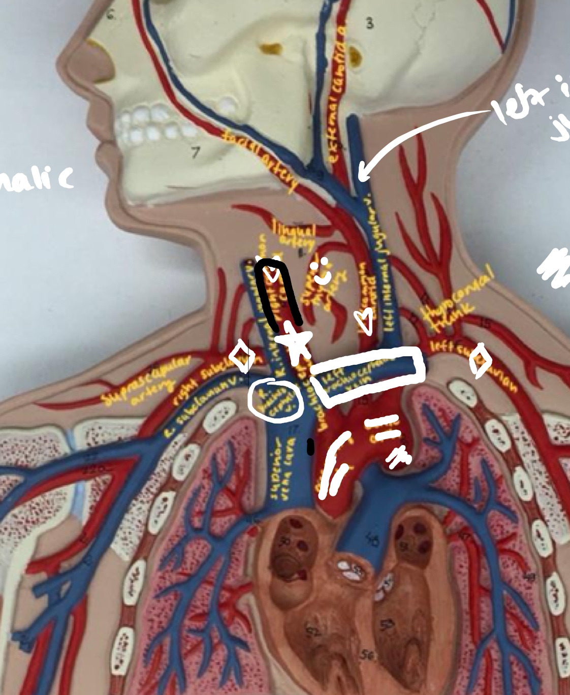 <ul><li><p>Right (when looking through the body&apos;s POV)</p></li><li><p>Coming off ascending aorta</p></li></ul>