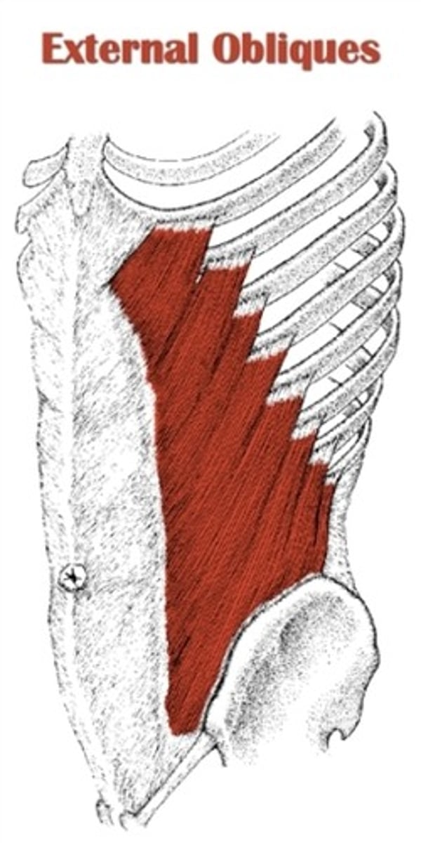 <p>ribs 5-12</p>