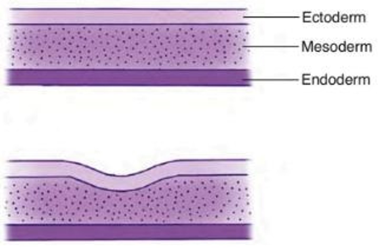 <p>The outermost layer of the three primary germ layers in the embryo, which contributes to the formation of the nervous system and skin.</p>