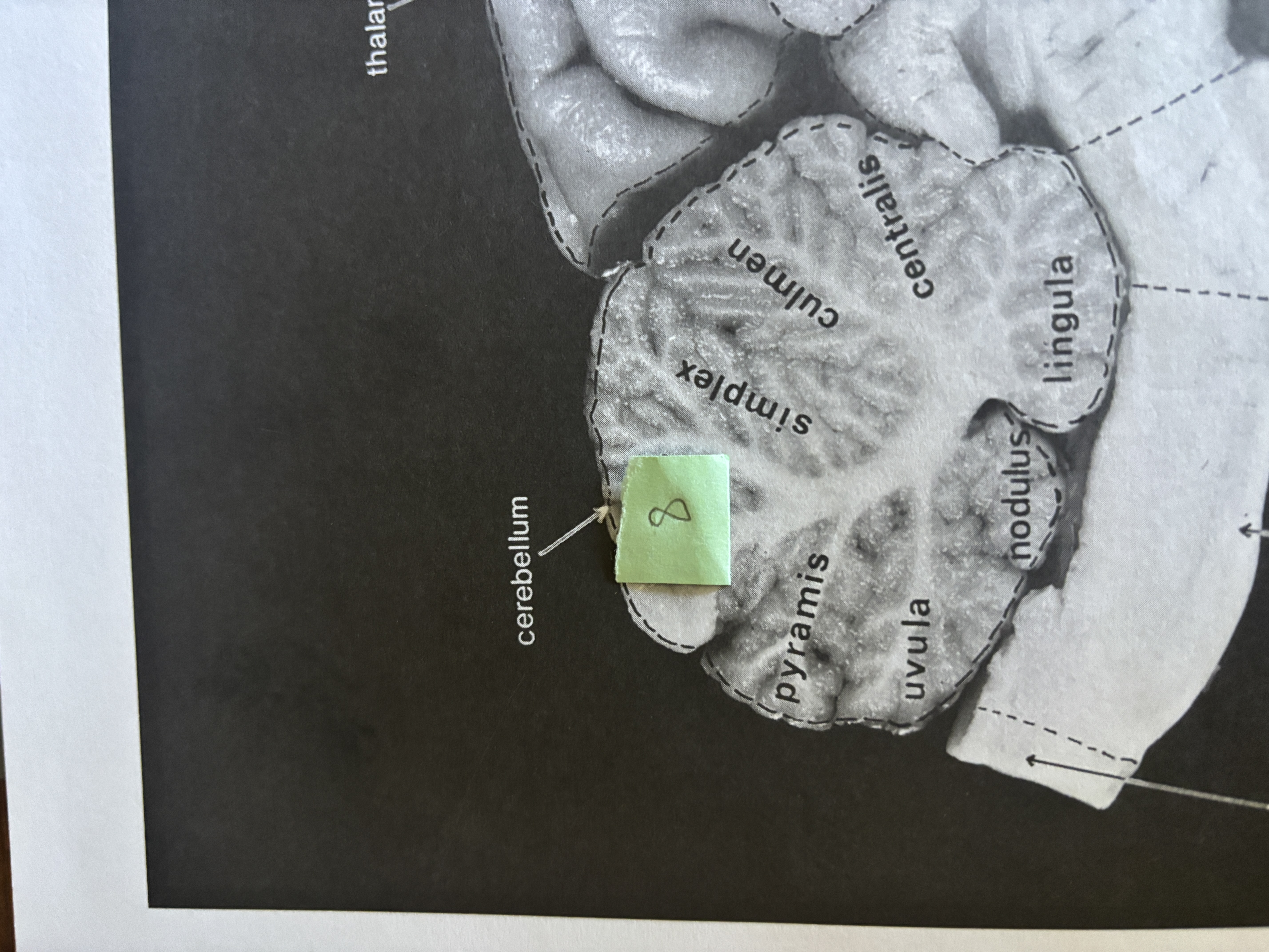 <p>8</p>