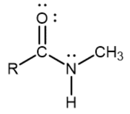 <p>Nitrogen atom single-bonded to a carbonyl carbon, one R group, and one hydrogen</p>