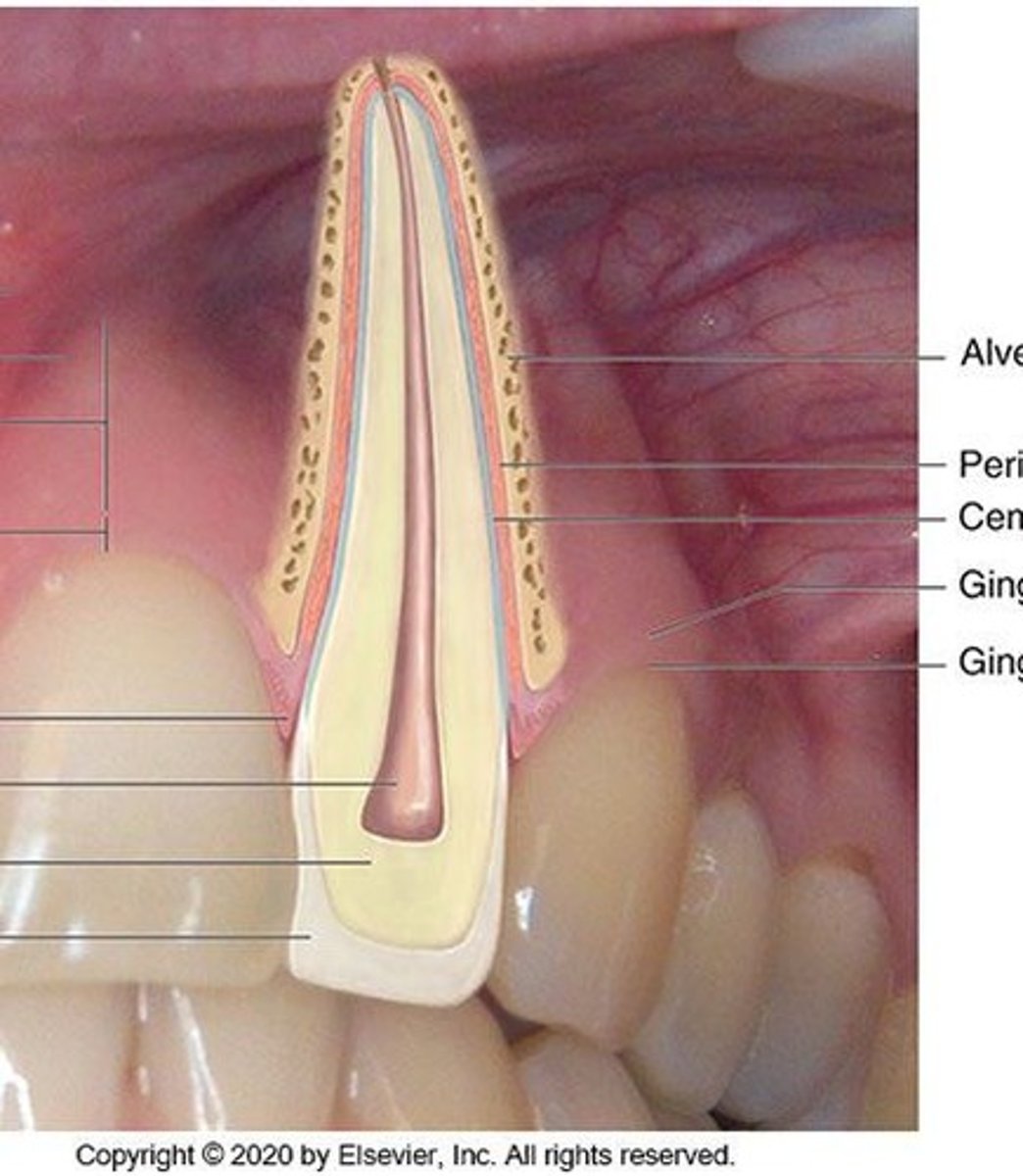 <p>A mineralized bonelike substance that covers the roots of the teeth and provides attachment for periodontal fibers.</p>
