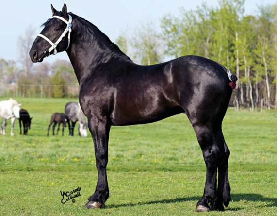<p>An intermediate draft breed from France, known for its docility and strength.</p>
