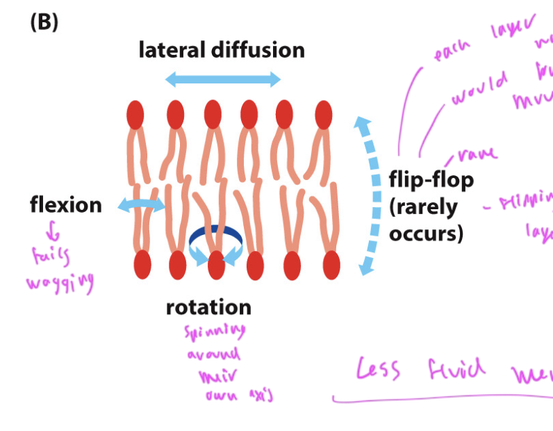 <p>flexion: tails wagging</p><p>rotation: tails spinning around the axis of their head</p><p>lateral diffusion moving left/right</p><p>flip-flop: is very rare, occurs when the top layer flips to the bottom due to flipase</p><ul><li><p>flipping is not favorable since it would require the sides to go on the opposite side, which is not energetically favorable for them, and the polar head would have to push thru the np layer below it</p></li></ul><p></p>