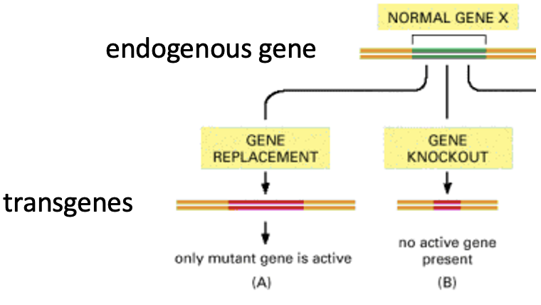 <p>When a gene is completely removed to determine its function. </p>