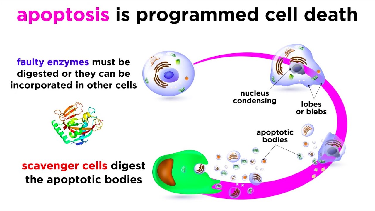 Programmed cell death to remove damaged or unneeded cells.