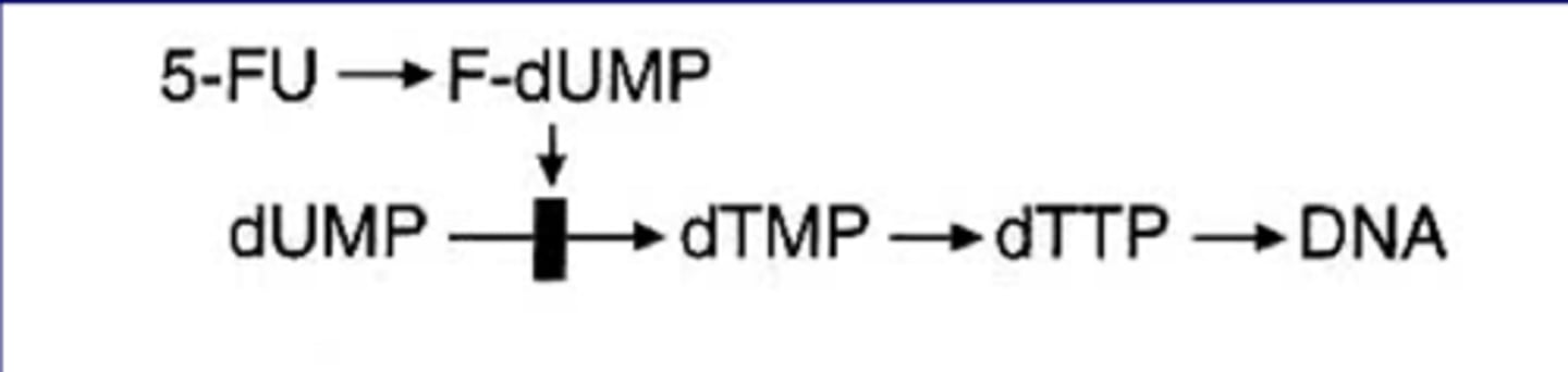 <p>-block <strong>thymidylate synthetase</strong></p><p>-dUMP--->dTMP reaction is coupled with <strong>folic acid cycle (5, 10 methylene FH4)</strong></p><p>-enzyme makes T nucleotide</p><p>-uses UMP</p><p>5-FU inhibits T synthesis, inhibits cell proliferation</p>
