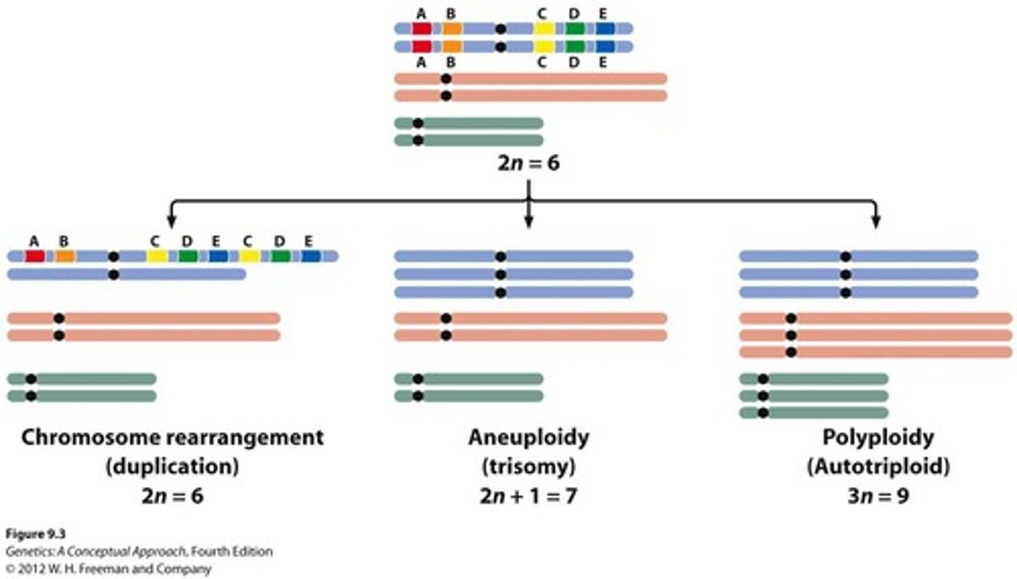 <p>A change in the number of individual chromosomes.</p>