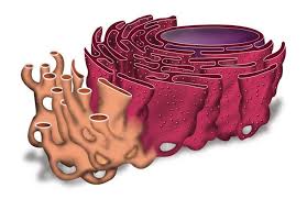 <p>Identify and explain the function of these organelles:</p>