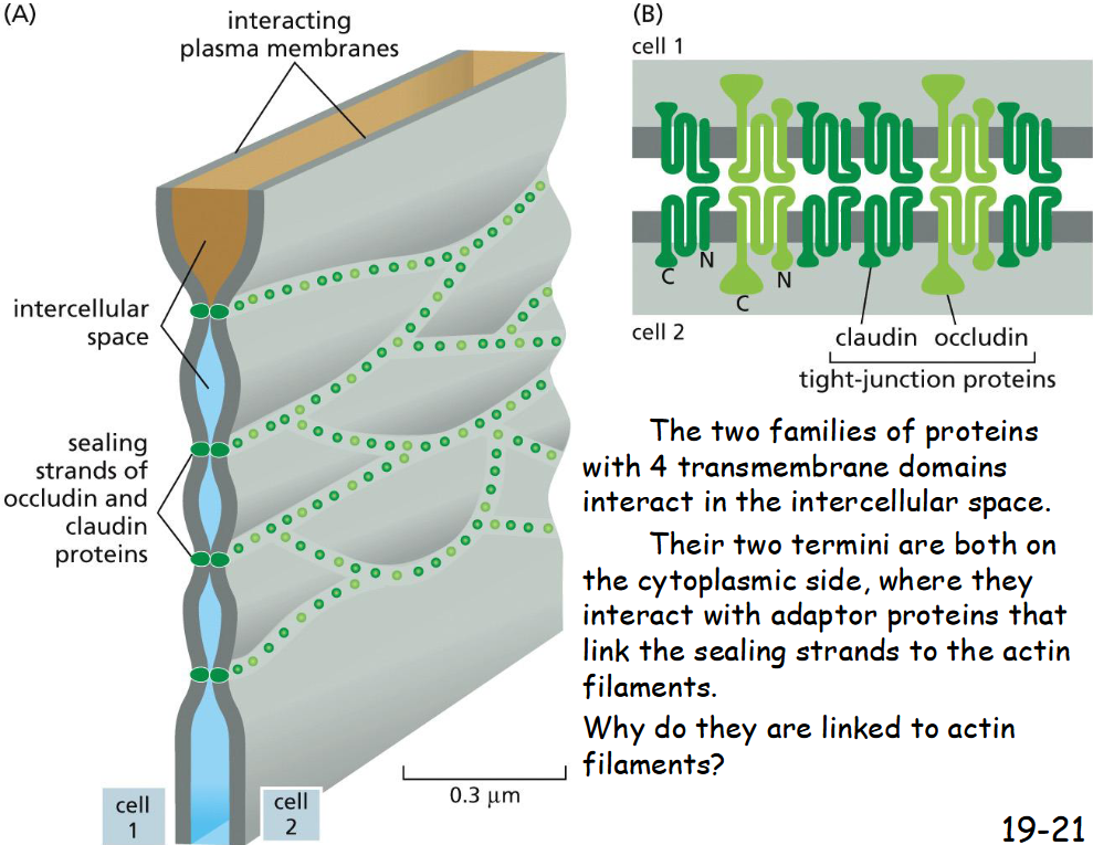 <p>Claudin and occludin</p><p>interact in intercellular space<br><br>termini on cytoplasmic side bind to adaptor proteins and then actin filaments</p>