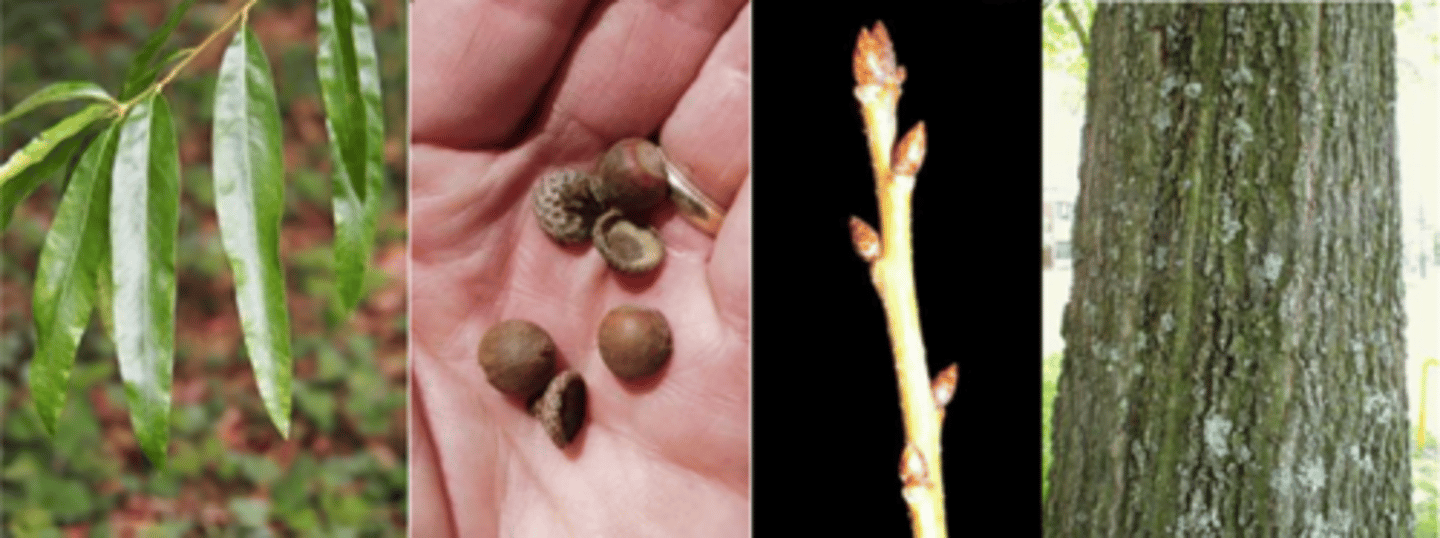<p>Leaves: alternate; simple; 2-5” long; willow-shaped; entire, w/ small bristle tip; dark green in summer, turning yellow in fall. </p><p>Twigs: slender, red-brown &amp; hairy when young, turning gray/glabrous. </p><p>Buds: terminal bud 1/8” long; ovoid; sharp-pointed; covered w/ chestnut-brown scales paler on the margin.</p><p>Fruit: brown acorns w/ dark stripes, ½” long; acorn cap covers 25% of acorn length; cup scales thin, pubescent, w/ somewhat greenish red tinge. </p><p>Bark: reddish-brown on young trees turning dark gray w/ irregular scales. </p><p>Form/Silvics: medium-large tree w/ dense, pyramidal crown; straight trunk and willow-like leaves. A southern oak species that prefers wet bottomland sites</p>
