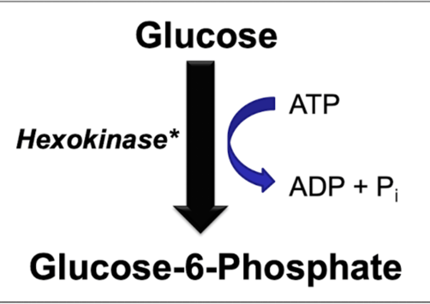 <p>first step if in skeletal muscle</p><p>-phosphate traps molecule in skeletal muscle since it can not reverse reaction</p><p>allosteric regulation</p><p>-high concentrations of glucose 6 phosphate INHIBITS enzyme</p><p>-low km and low capacity- does not take much to activate</p><p>*negative feedback loop</p><p>RAPID conversion</p>