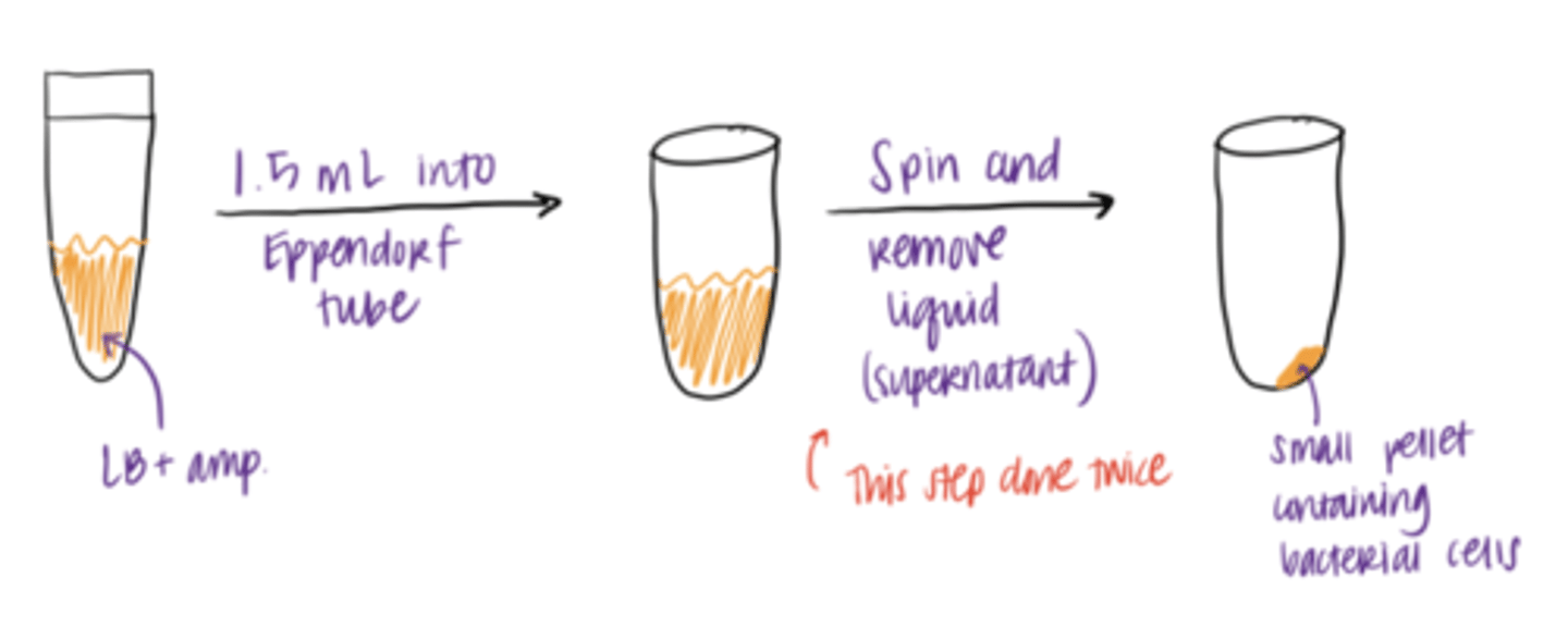 <p>1. Start with a liquid culture of bacterial cells (filled with LB/nutrients and ampicillin)</p><p>-------------------------------</p><p>2. concentrate bacterial cells by centrifugation in an Eppendorf tube (done twice/Double pelleting) to ensure maximum plasmid DNA yield</p><p>-------------------------------</p><p>3. Result: pallet at the bottom of tube</p>
