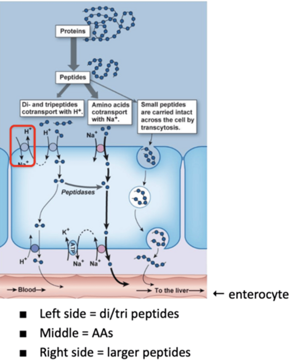 <p>what is the primary, secondary, and tertiary active transport involved in protein absorption?</p>