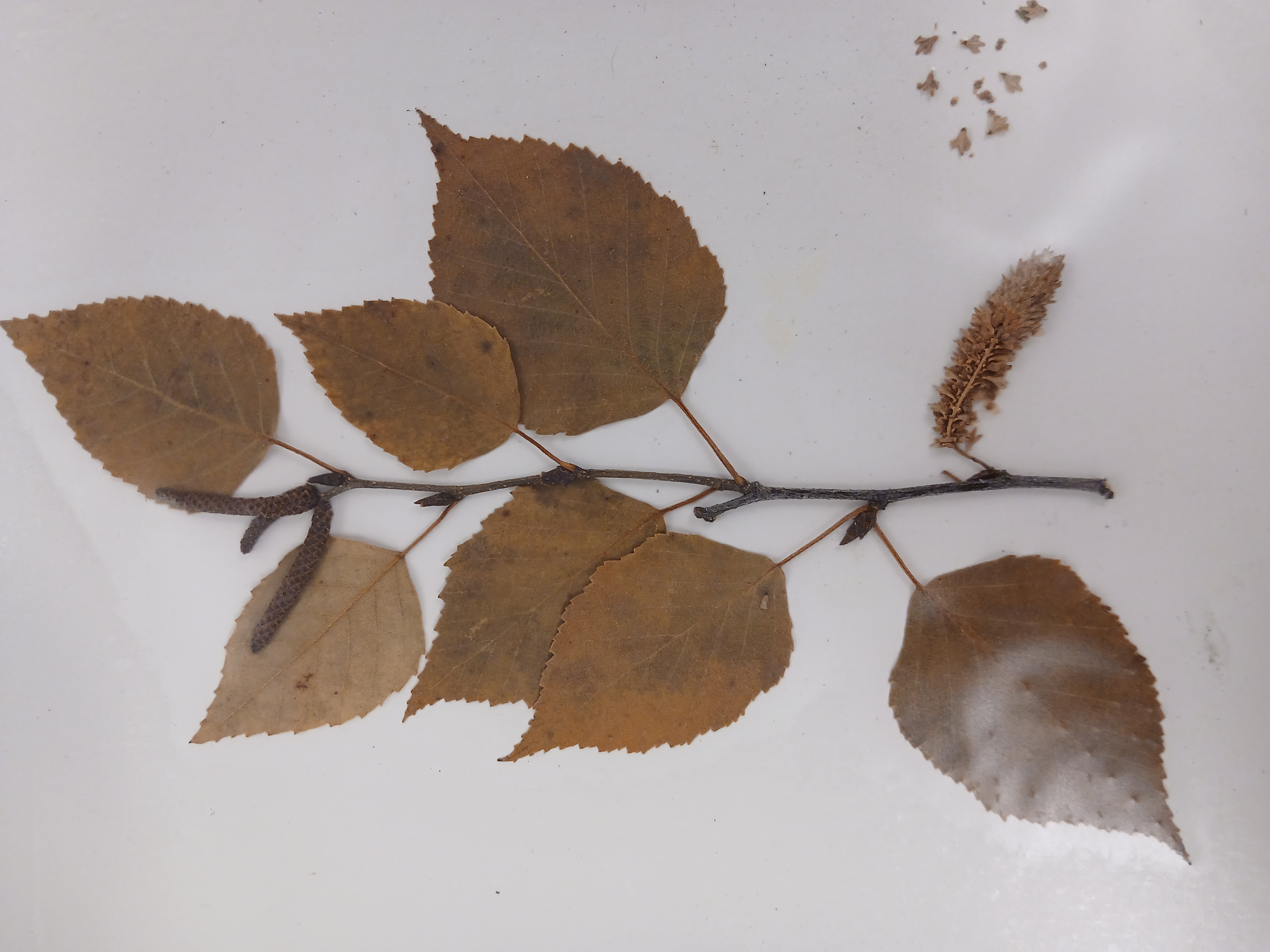 <p><em>Genus & specific epithet</em></p>