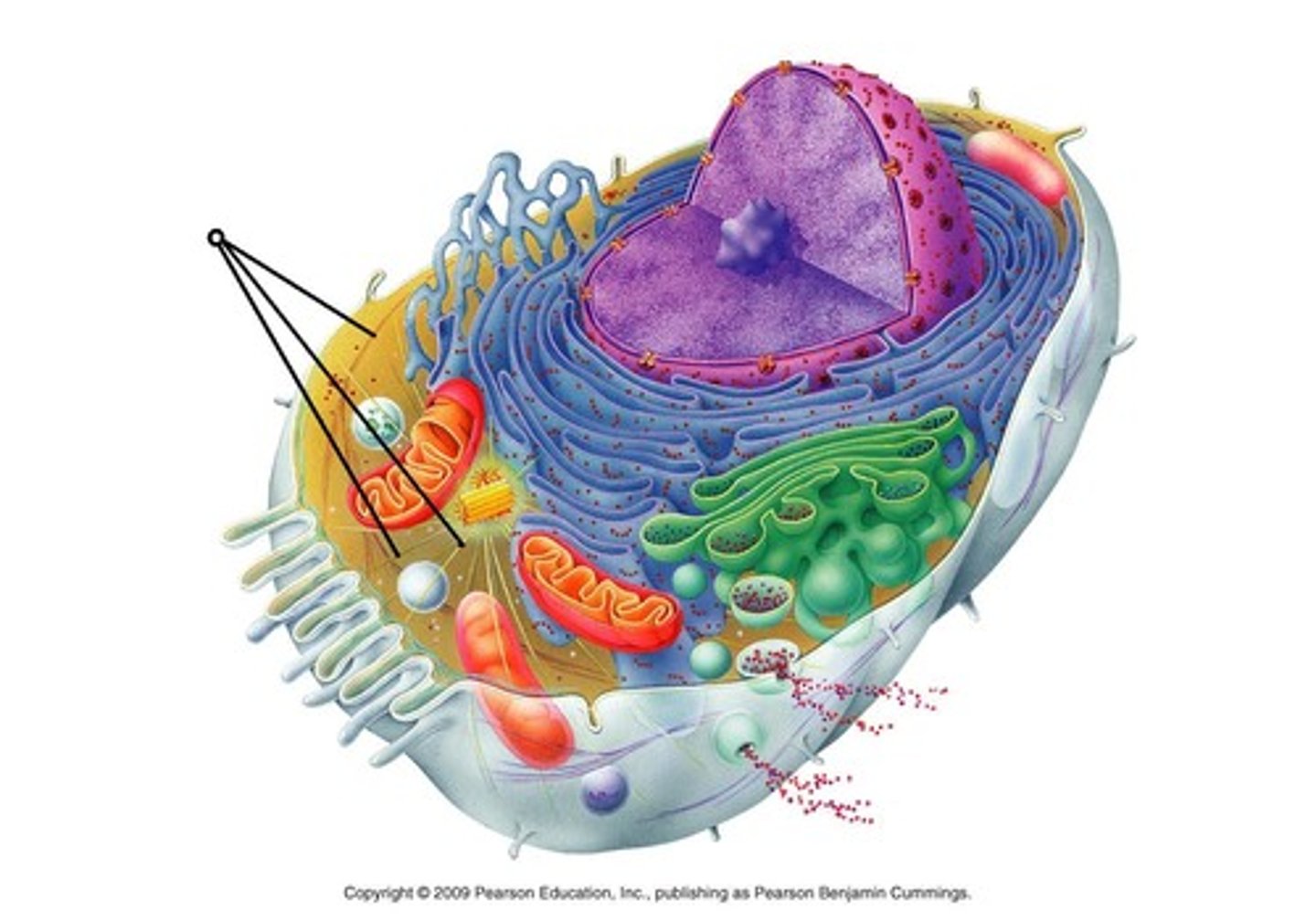 <p>network of protein fibers<br><br>structural support, facilitates cell movement, and organizes organelles</p>