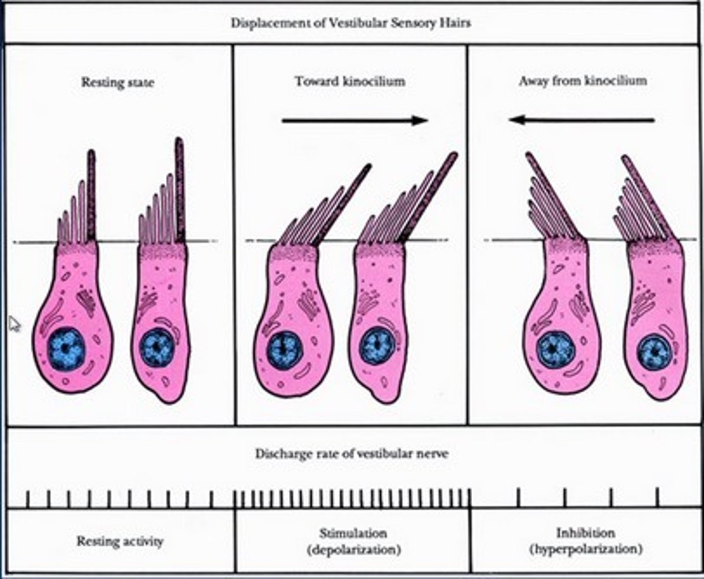 <p>located in the:</p><p>• cristae apullaris</p><p>• macula</p><p>Stereocilia toward kinocilia => excitatory</p><p>Stereocilia away from kinocilia => inhibitory</p>