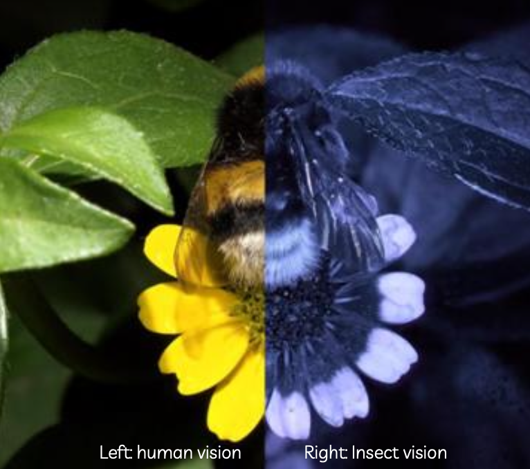 <p>what are examples of bee vision?</p>