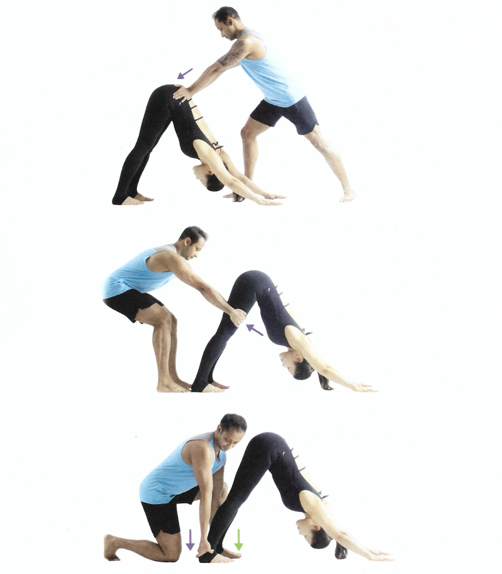 <p>Downward Facing Dog Pose</p>
