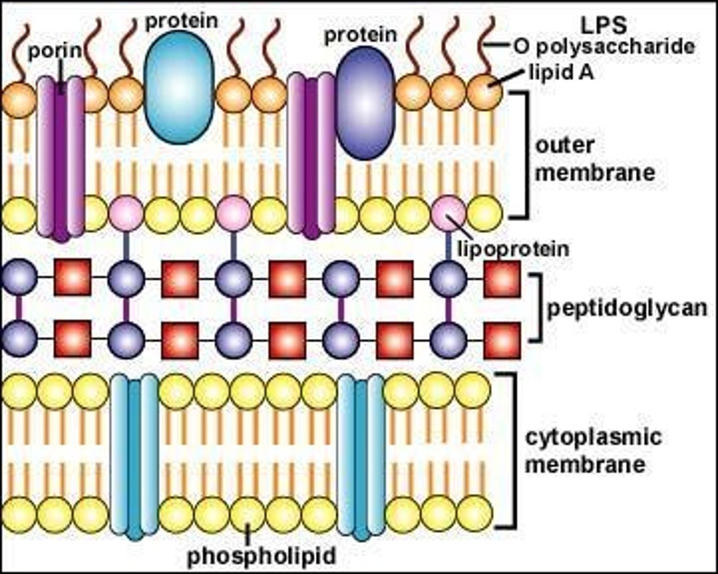<p>The LPS layer is important for eliciting innate immune responses and is unique to gram-negative bacteria.</p>