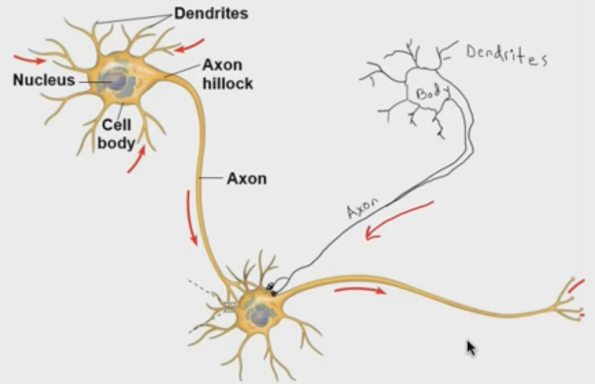 <p>1) synapse</p><p>a) presynaptic cells</p><p>b) postsynaptic cells</p>
