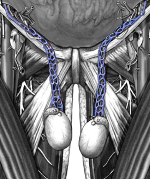 <p>Which veins:</p><ul><li><p>Drain testes/ovaries</p></li></ul><p></p>